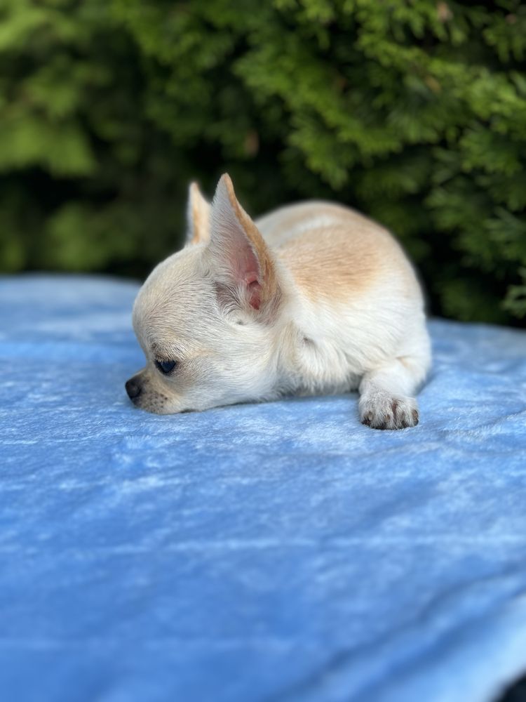 Sliczny piesek FCI chihuahua krotkowlosa
