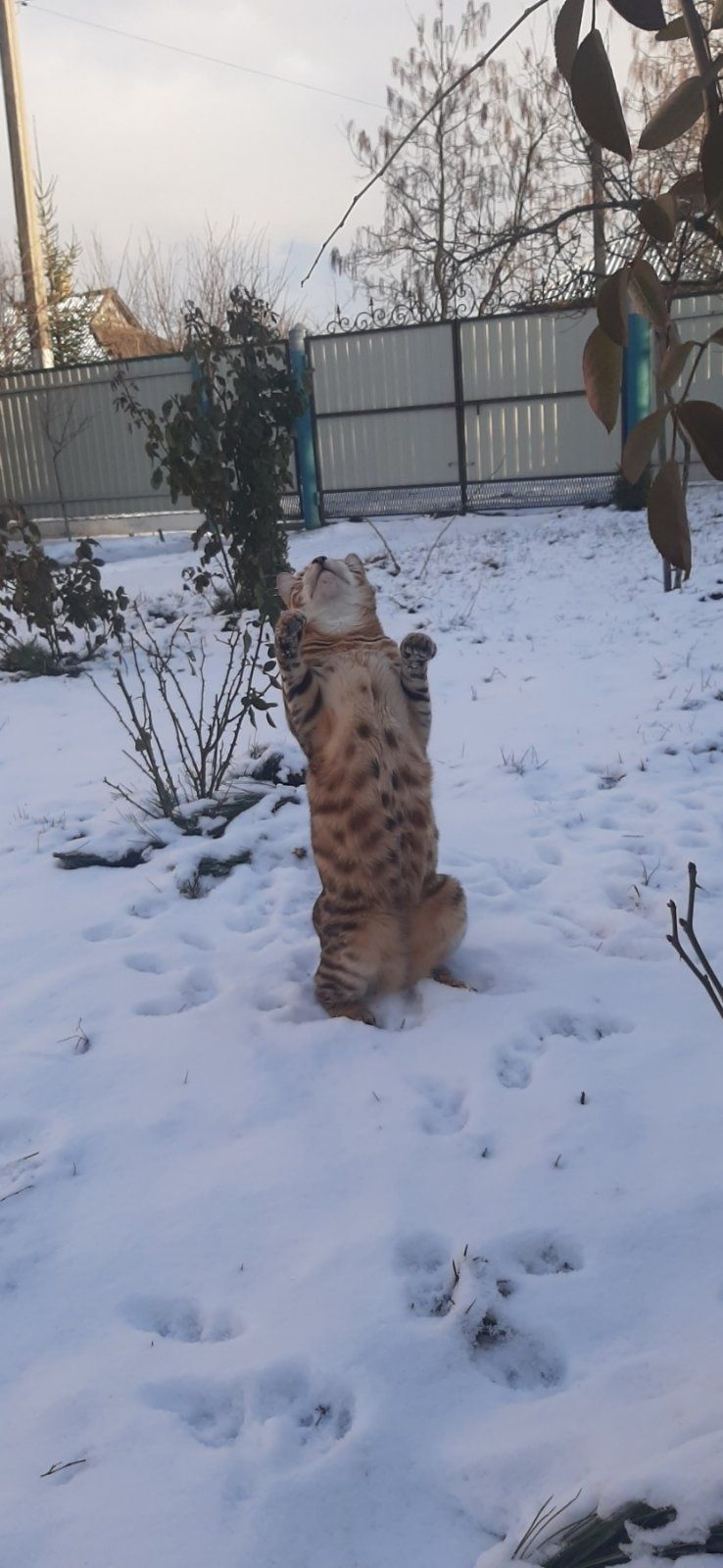 Бенгальский кот. Бенгал.