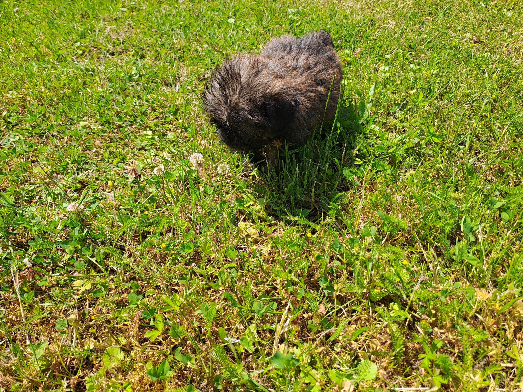 Shih-tzu piesek słodziak