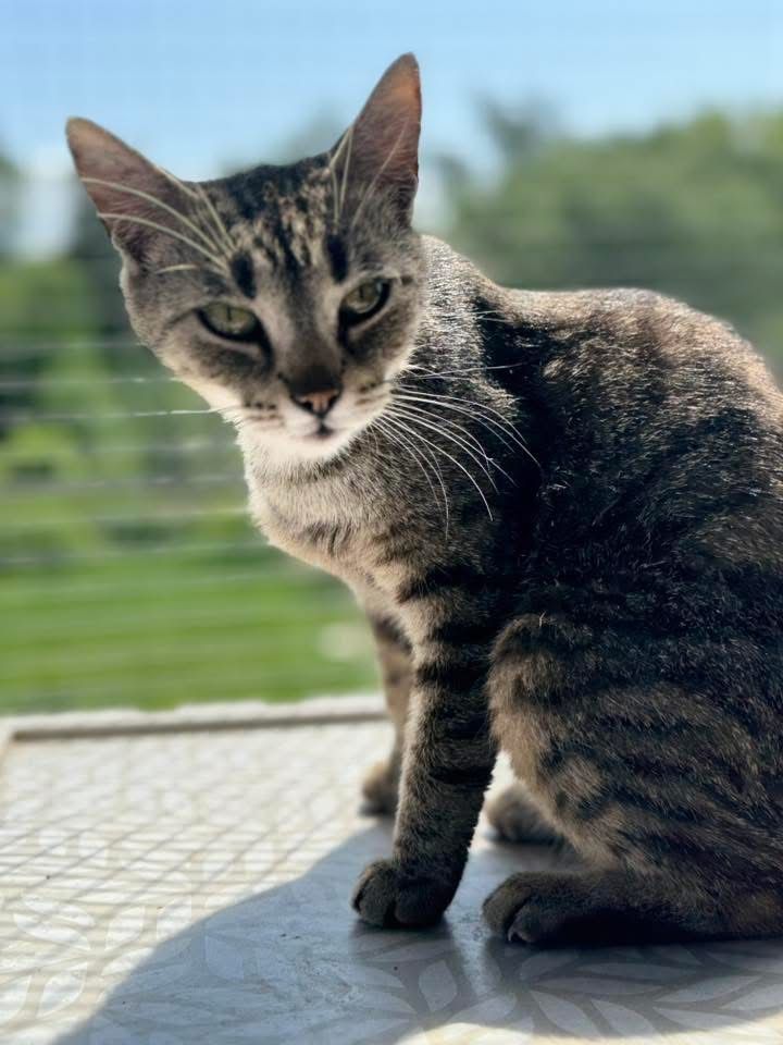 Gwiazdka do adopcji szuka domu