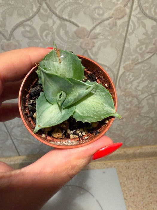Агава mini agave Ohi Raijin variegated варієгатна