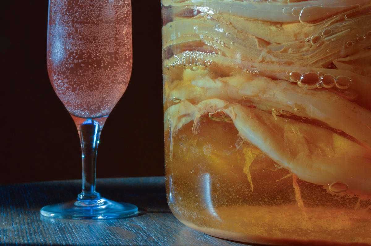 Ciemna kombucha (kombucza) do zielonej herbaty, herbaty z ziół 10 cm