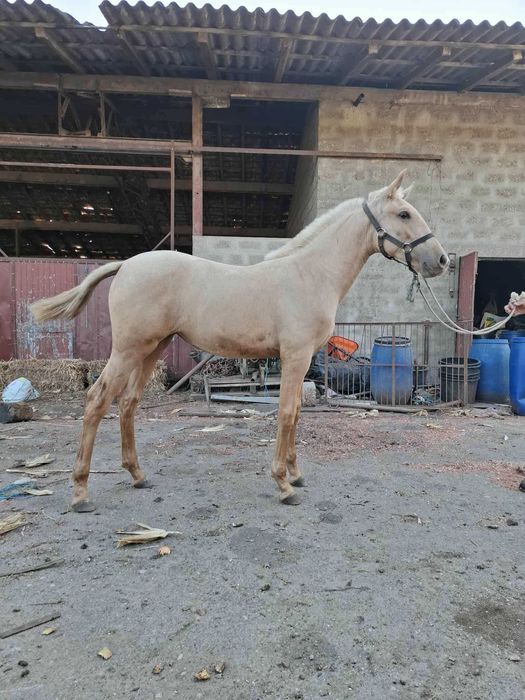 Poldra Lusitana palomina