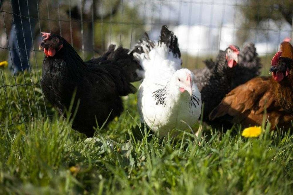 Kurki kokoszki nioski Rosa kolorowa na wybieg dostawa na miejsce