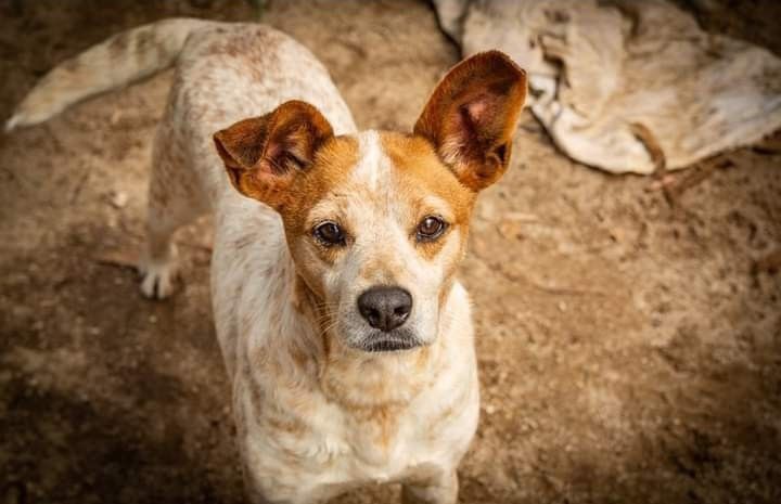 Spot- cachorro de porte medio para adoção