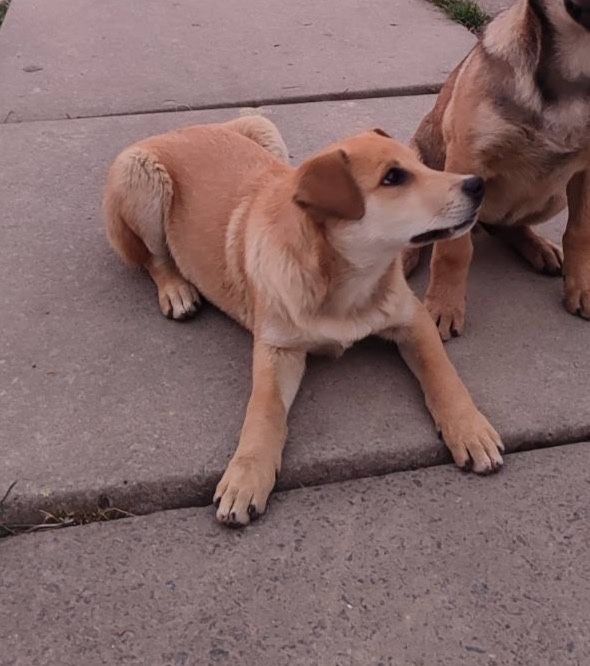 Цуценя-дівчинка 3.5 місяці безкоштовно