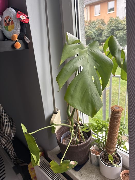 Spora monstera z oslonka