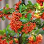 Ognik szkarłatny 'Rufin' (Pyracantha) Pomarańczowy Doniczka 3.0L
