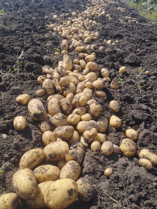 Картопля  велика