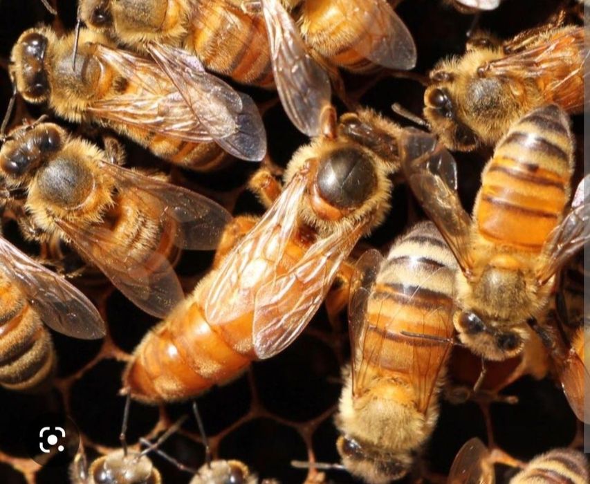 Бджолопакети, бджолосімї на рамку Рут (230). Бджоломатки.