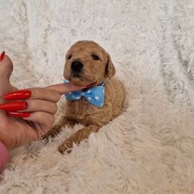 Goldendoodle f1b piesek