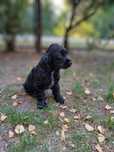 Szczenięta rasy Cocker Spaniel