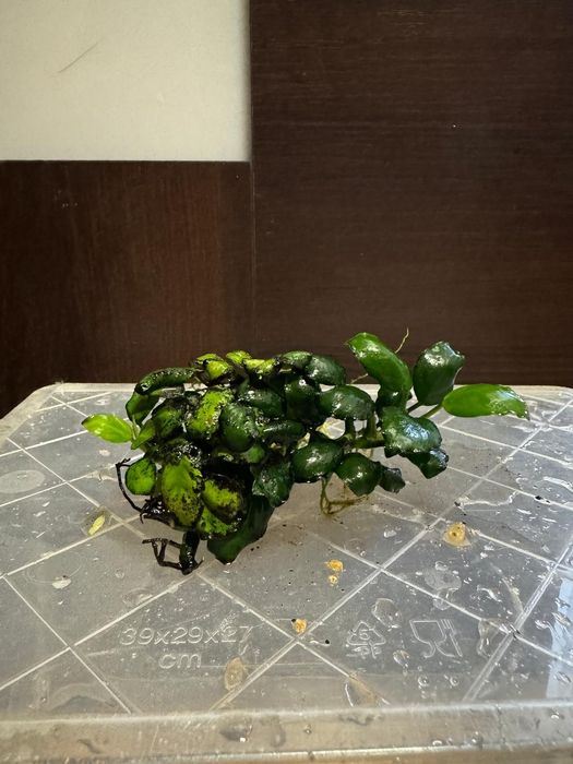 Rośliny akwariowe anubias i inne