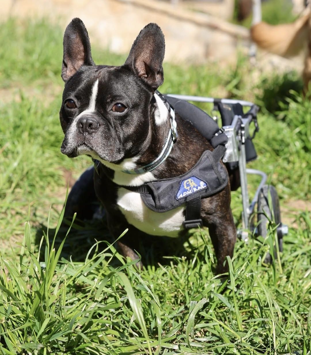 Buldog francuski do adopcji