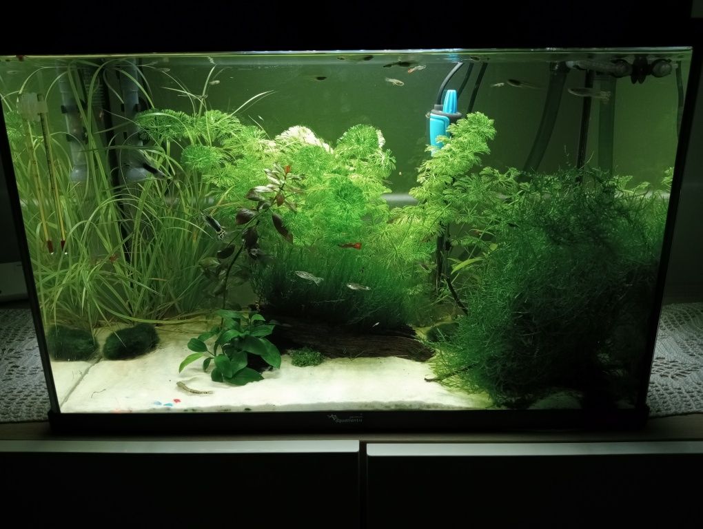 Guppys, e plantas