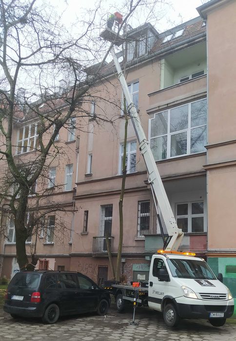 Wycinka pielęgnacja drzew ściąganie jemioły usuwanie posuszu podnośnik