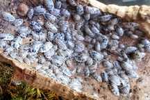 Isopody Porcellio laevis 'dairy cow' - mix 20 szt. - ekipa sprzątająca
