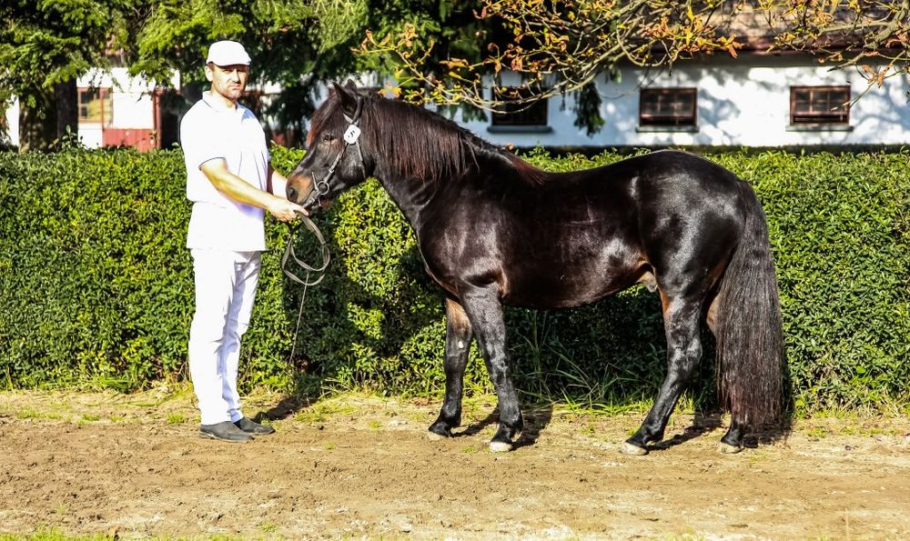 Śliczny Ogier Huculski z Licencją