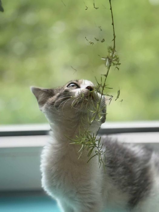 kociak chłopiec wychowany na butelce -aktualne