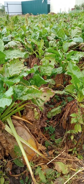 Буряк кормовий Бригадир.