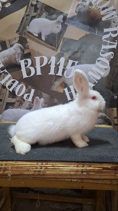 Likwidacja hodowli nowozelandzkich bialych