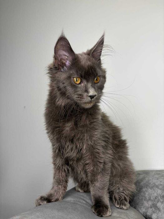 Неймовірний димчастий котик мейн-кун зі всіма документами WCF