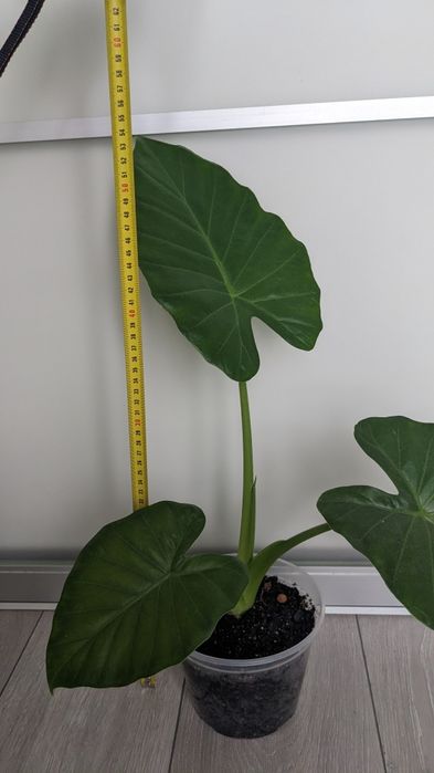 Алоказія Макроріза