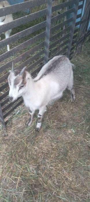 Продам козочку вік  9 місяців