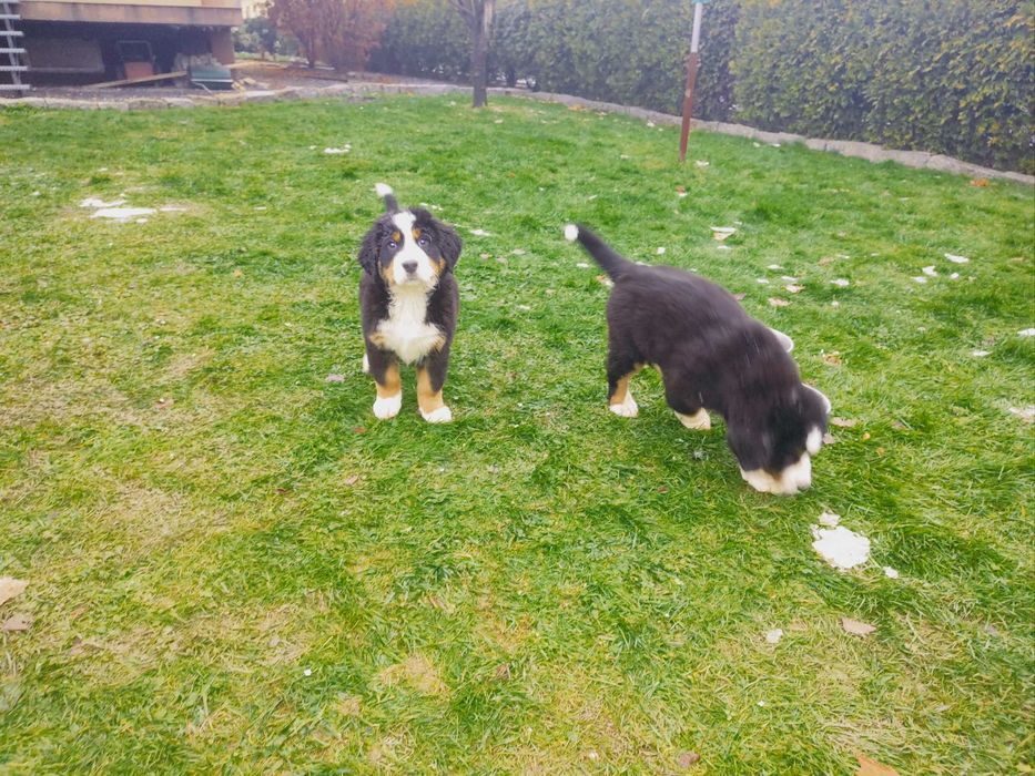 Sprzedam Psa berneńczyka