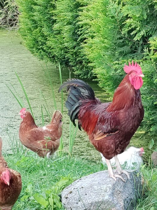 Mazury,  agroturystyka nad jeziorem
