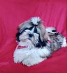 Shih tzu - rodowodowe