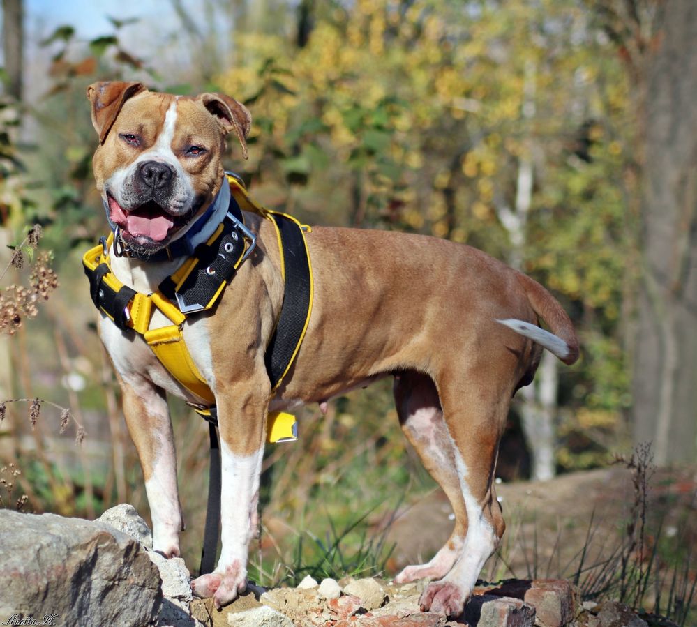 Ginger- rodowity Pitbull po przejsciach czeka na swój dom