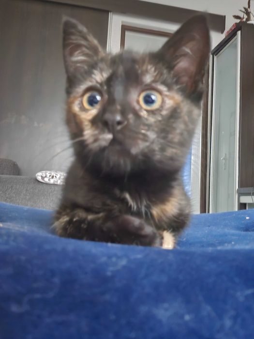 Panna Migotka z Fundacji Miasto Kotów