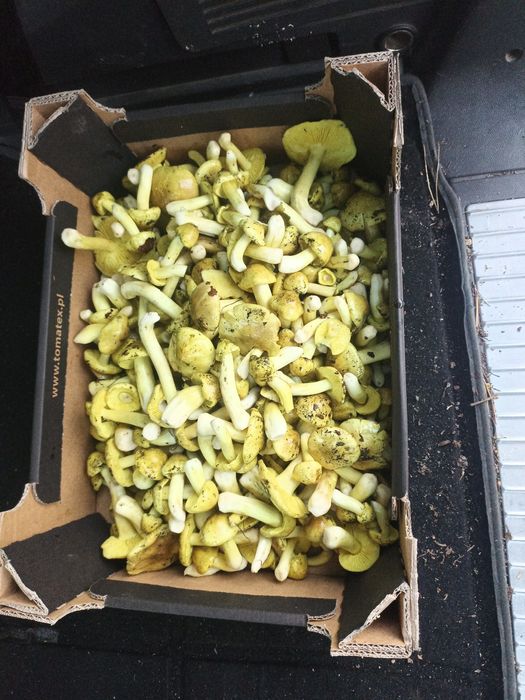 Grzyby Gaski, Podgrzybki, Maślaki