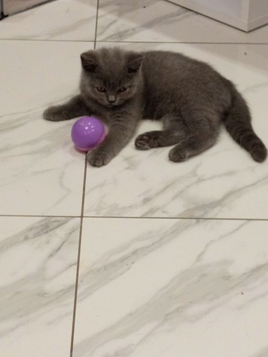 Kotek brytyjski kocięta brytyjskie niebieskie