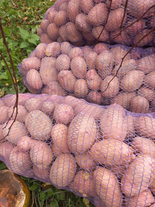 Продам картоплю домашню