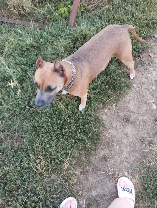 Приймаю замовлення  на щинків амм стафа   Чистої породи