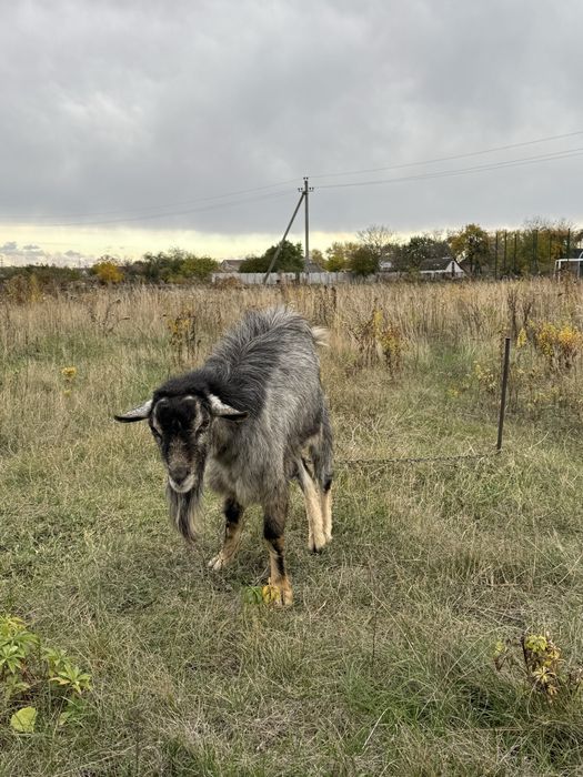 продаю козла недорого