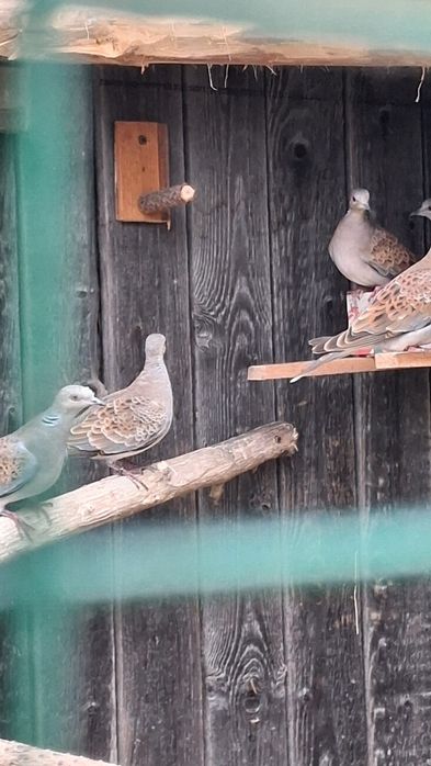 Kanarek konop bastard szczygiel