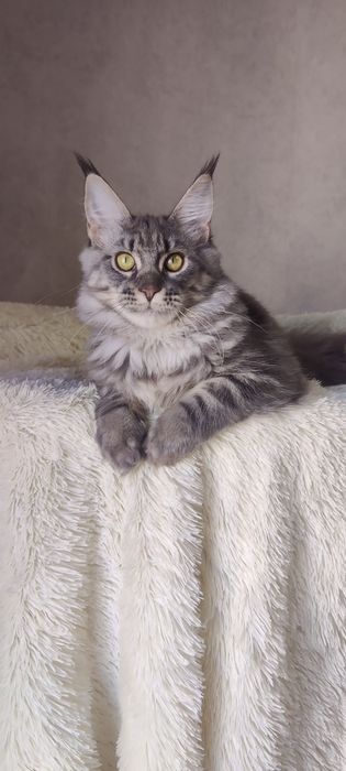 Крупна блакитна дівчинка мейн-кун