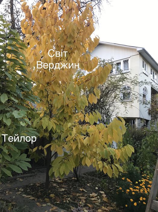 Азиміна - саджанці закрита коренева /чудові сорти Тейлор, Світ Верджин