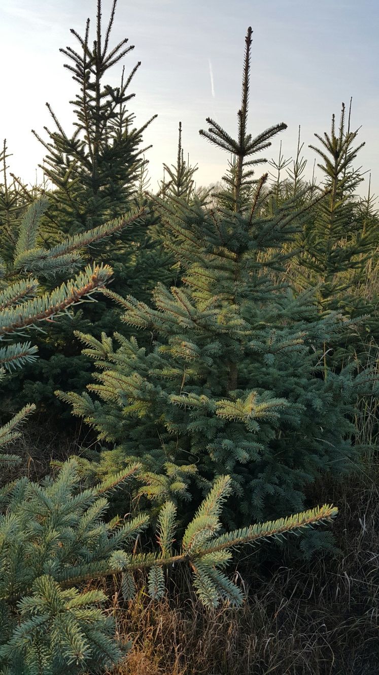 Choinki, świerk srebrny i pospolity, plantacja