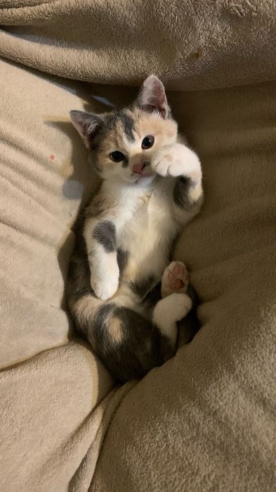 Кішечка в люблячі руки