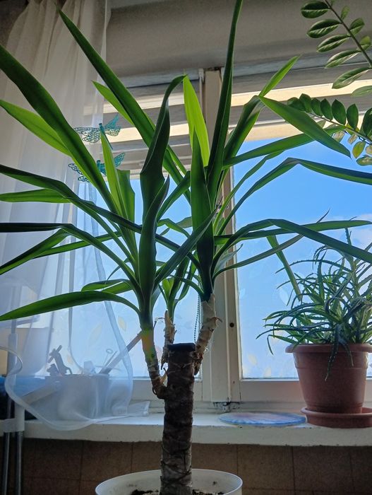 Piękna yucca juka wysokość ok 30 cm