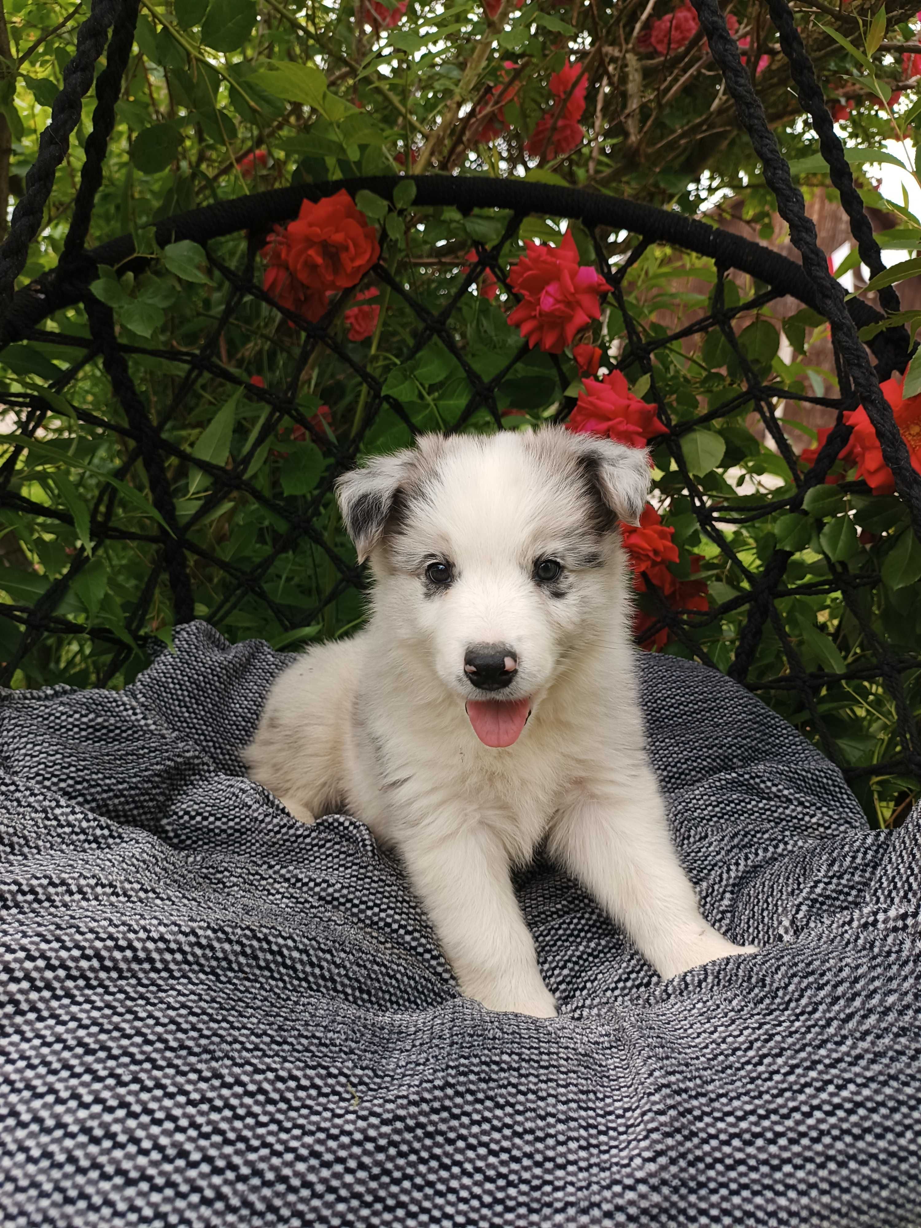 Border collie/ piesek / ZKwP