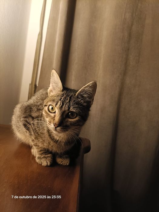 Gatinho para adoção