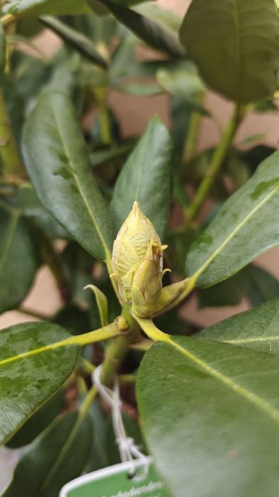 Рододендрон гібридний Нова Зембла 
(Rhododendron Nova Zembla)