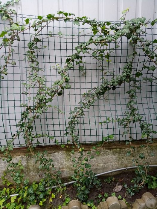 Саджанці плюща 2м