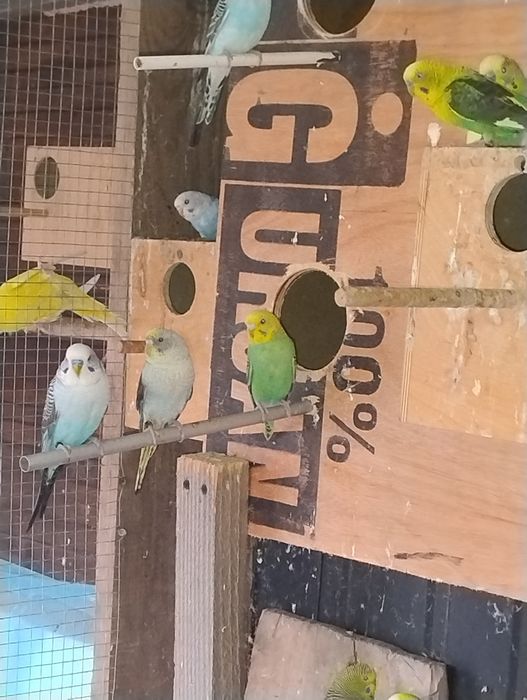 Na sprzedaż młode papużki faliste