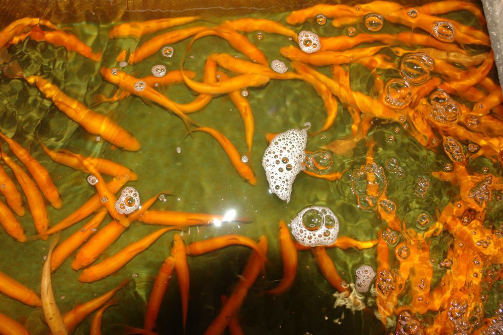 okoń narybek okonia 12-15 cm drapieżnik